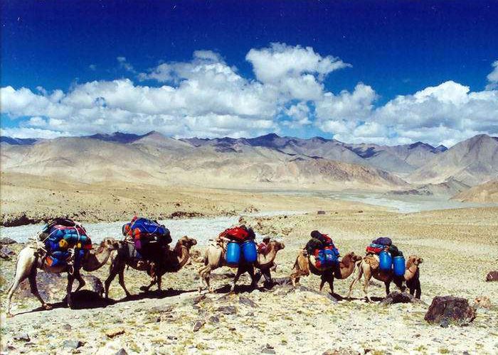 Porteo de material con camellos hasta el campo base del Muztagh Ata
